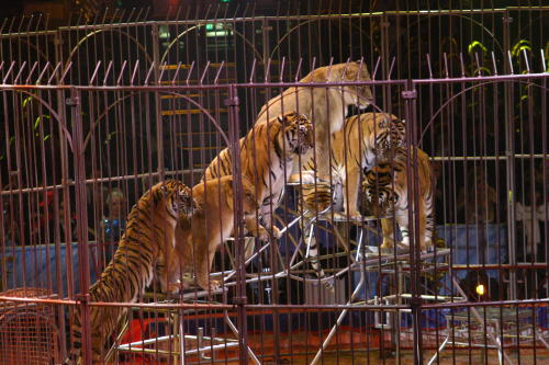 Fotos Gala des 32. Zirkusfestival in Monte Carlo 2008