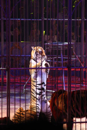 Fotos Gala des 32. Zirkusfestival in Monte Carlo 2008