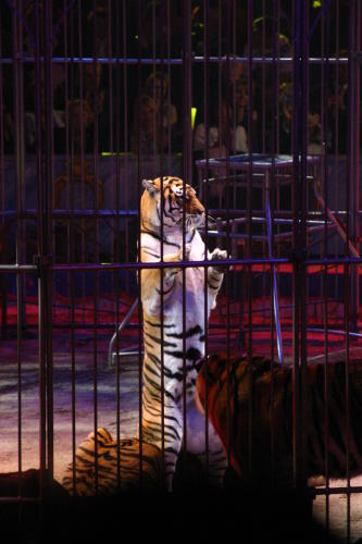 Fotos Gala des 32. Zirkusfestival in Monte Carlo 2008